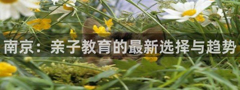 威九国际网站入口官网免费:南京:亲子教育的最新选择与趋势