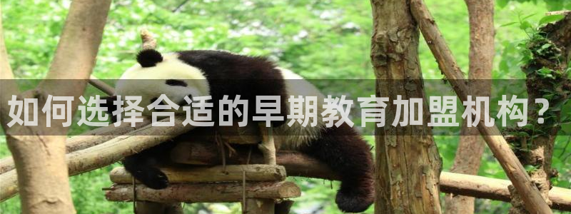 威九国际网站入口官网免费下载:如何选择合适的早期教育加盟机构?