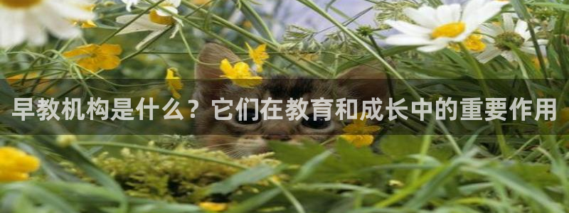 威九国际真人玩家在线对战:早教机构是什么?它们在教育和成长中的重要作用